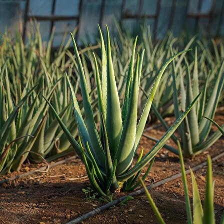Aloe Vera Barbadensis Mıller Stocton 40-50 Cm Saksısız Fidan