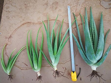 4 Adet Aloe Vera Fidanı 20- 30 cm