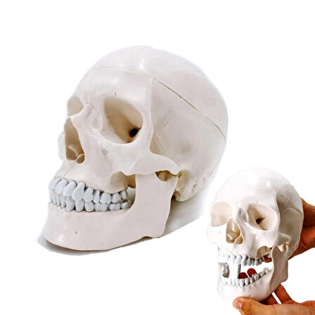 İnsan Kafatası Modeli Kurukafa Anotomik Deney Modeli İskelet 