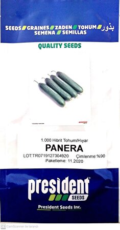 Panera F1 (Sırık Salatalık Tohumu) Hibrit Hıyar (1000 adet)