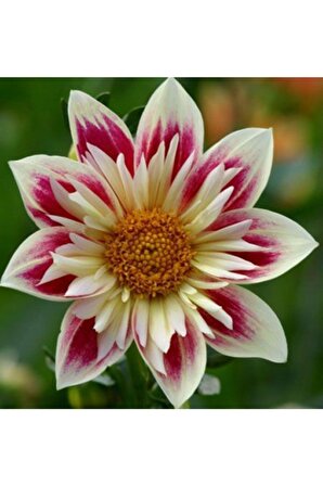 Soft Beyaz-mor Renkli Yıldız Çiçeği Soğanı2 Adet