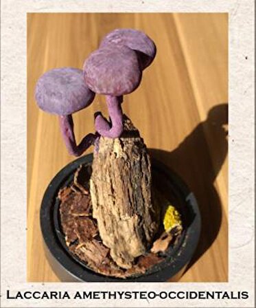 Gaın Dıorama Mushrooms Laccarıa Amethysteo Fanus