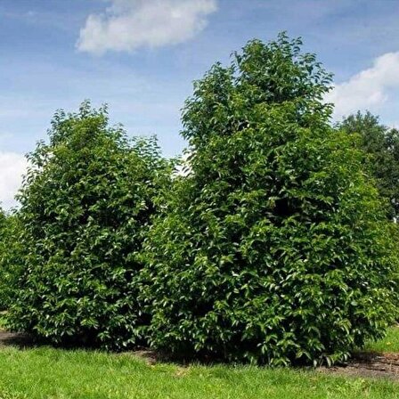 9 Adet Tüplü Defne Ağacı Fidanı 50-60 Cm. laurus nobilis