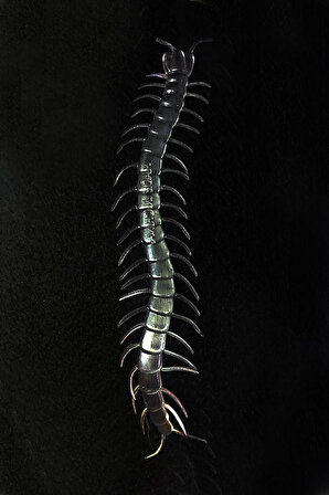 Karanlıkta Parlayan Fosforlu Şeffaf Kırkayak (13 cm) (1 Adet)