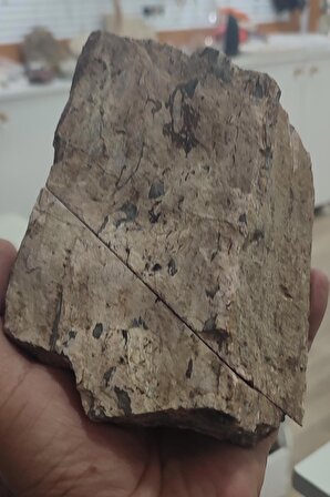 Ağaç Fosili Agate Stone Çift Koleksiyonluk Parça 1095 gr