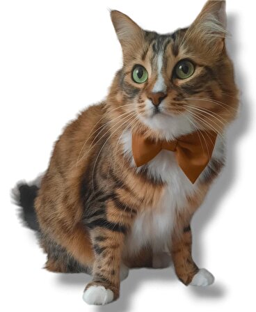 Kumaş Kedi Tasması - Saten Fiyonklu Kedi Tasması - Kedi Kemeri - Kedi Kuşağı