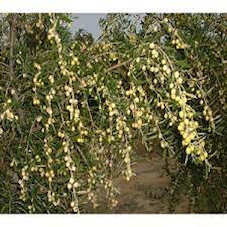 arbequina ispanya zeytini ağacı