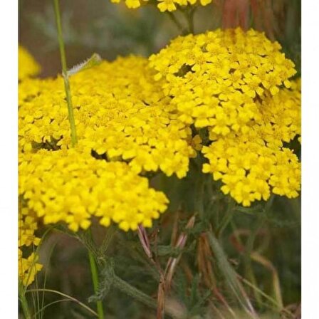 Sarı Civan Perçemi Çiçek Tohumu - Achillea Filipendulina (~ Takribi 20 Tohum)
