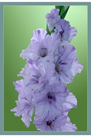 Soft Lila Renkli Glayör Çiçek Soğanı 3 Adet