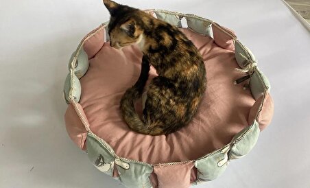 kedi ve minik ırk için sütun yatak