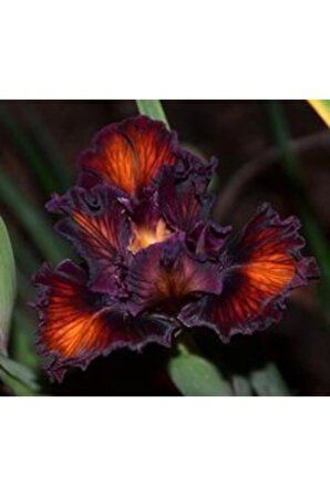 Özel Renkli Fırfırlı Zambak Çiçeği Soğanı 3 Adet