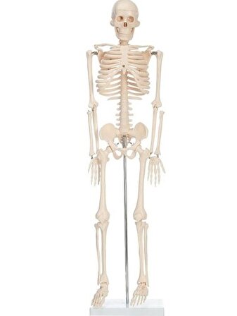 iskelet insan modeli 85 cm - 1 Adet