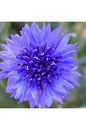 Mavi Renkli Yıldız Çiçeği Soğanı (dahlia) 2 Adet