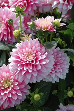 Soft Pembe Renkli Yıldız Çiçeği Soğanı 2 Adet