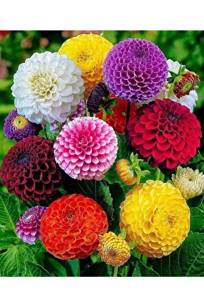 5 Adet Karışık Renkli Yıldız Çiçeği Soğanı