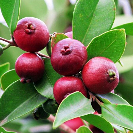 Saksıda Soğuklara Dayanıklı Çilek Guava Fidanı ( meyve verme yaşında)