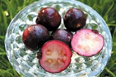 Saksıda Soğuklara Dayanıklı Çilek Guava Fidanı ( meyve verme yaşında)