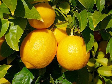 şeker tatlı limon Limon Fidanı