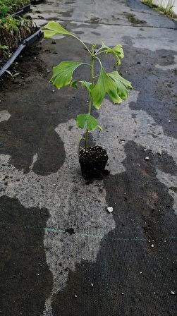 Tüplü Ginkgo Biloba Mabet Ağacı Fidanı