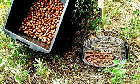 Fındık Zeytin Toplama Aleti Rulo Toplama Gırgırı Küçük Tip Gırgır