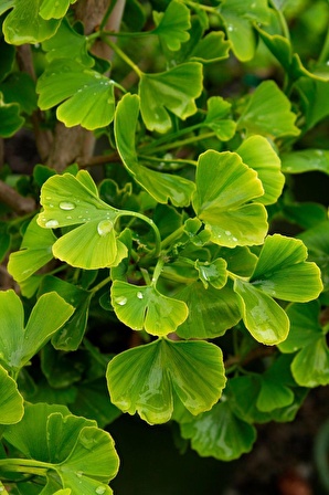 2 Adet Mabet Ağacı [ginkgo Biloba] Fidanı 15-20 cm Boy Yetiştirmek İçin İdeal