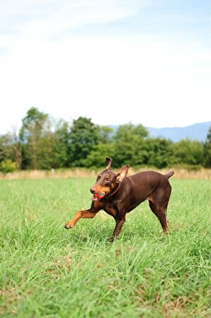 Köpek Oyun Topu 2'li ChuckIt! Ultra Ball (Küçük Boy)