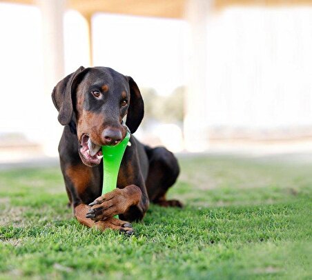 Outward Hound Bionic Urban Stick Medium Yeşil Köpek Oyuncağı