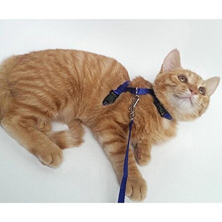 Pratik Kedi Tasması Ayarlanabilir Yavru ve Yetişkin Kedi Bel ve Göğüs Tasması 120 cm
