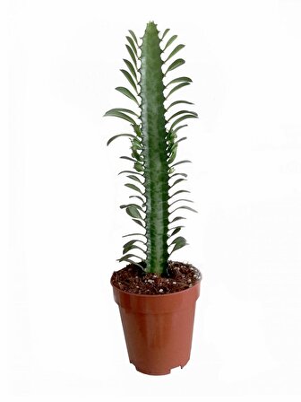 Euphorbia Trigona Rubra  yeşil  Süt Ağacı 1 lt sak sı içinde 10/20 cm