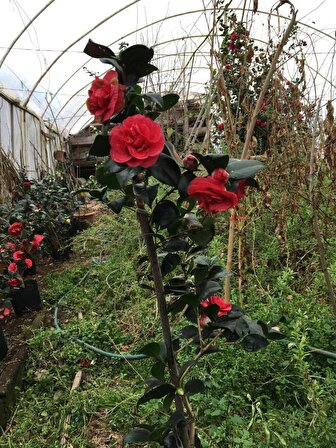 Kamelya Kırmızı Çiçeği 80-120cm Tüplü
