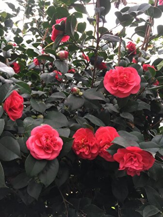 Kamelya Kırmızı Çiçeği 80-120cm Tüplü
