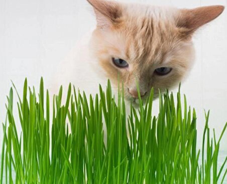 Kedi Çimi Kedi Otu Seti 100gr 6 Çeşit Tahıl Karışımı Ek Vitamin Mineral Tüy Yumağı Engeller