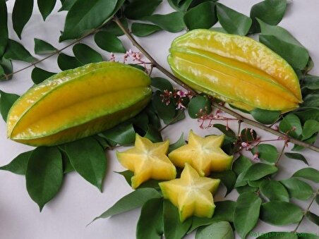 Yıldız meyvesi (Starfruit) carambola tohumu