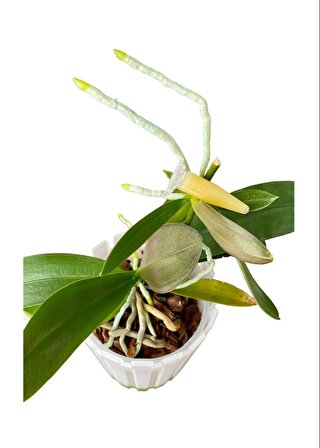Keiki Macunu İthal Orijinal Ürün 1.5gr - Orkide Ve Bitkiler İçin