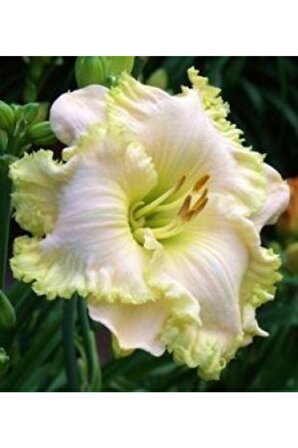 2 Adet Nadir Renk Henry Zambak Lilyum Çiçek Soğanı