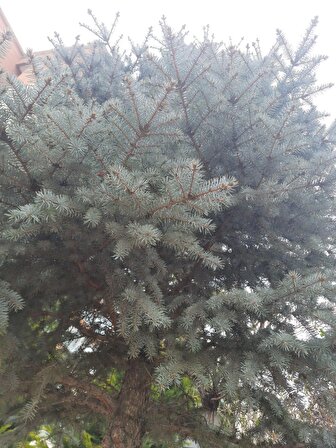 Mavi Ladin Fidanı 40-60 Cm Picea Pungens