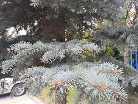 Mavi Ladin Fidanı 40-60 Cm Picea Pungens