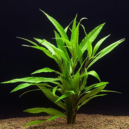 Hygrophila salicifolia Akvaryum Bitkisi Akvaryum Bitkileri 5 Dal