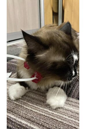 Kedi Fırça Kedi Masaj Aleti Plastik kumu mama