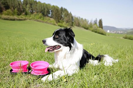 Kiwi Walker İkili Yavaş Yeme Seyahat Mama ve Su Kabı Pembe