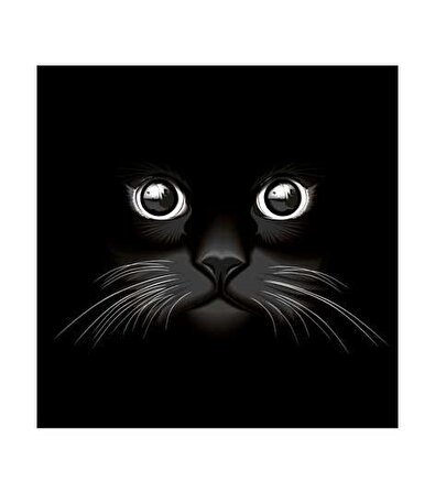 Kara Kedi Bulaşık Makinesi Sticker