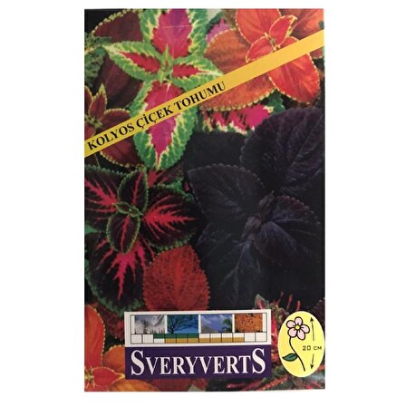 Sveryverts Kolyos Çiçek Tohumu