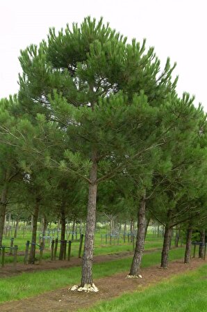 Fıstık Çamı Fidanı 1 Adet Pinus Pinea 20-30 Cm 