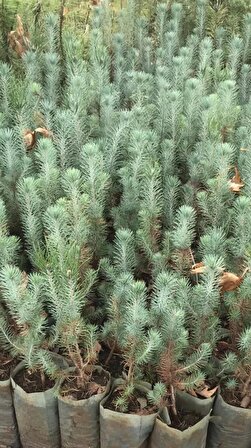 Fıstık Çamı Fidanı 1 Adet Pinus Pinea 20-30 Cm 