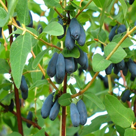 Tüplü Honeyberry Bal Yemişi Fidanı (5 adet)