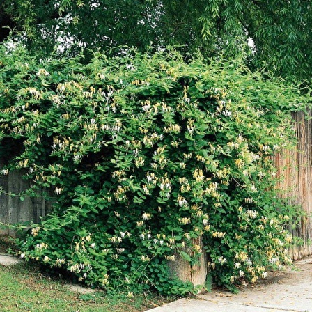 Kokulu Lonicera Caprifolium Hanım Eli Tohumu (5 tohum)