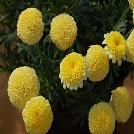 Dona Dayanıklı Pompon Yellow Aster Çiçeği Tohumu(50 tohum)
