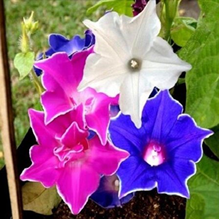 Dev Çiçekli İpomea Nil Kikyo Zaki Mixed Japon Gündüz Sefası Çiçeği(5 tohum)