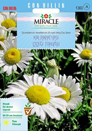 Miracle Krizantem Kır Papatyası Çiçeği Tohumu (100  tohum)