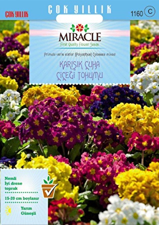 Miracle Karışık Renkli Onbir Ay Çuha Çiçeği Tohumu (50  tohum)